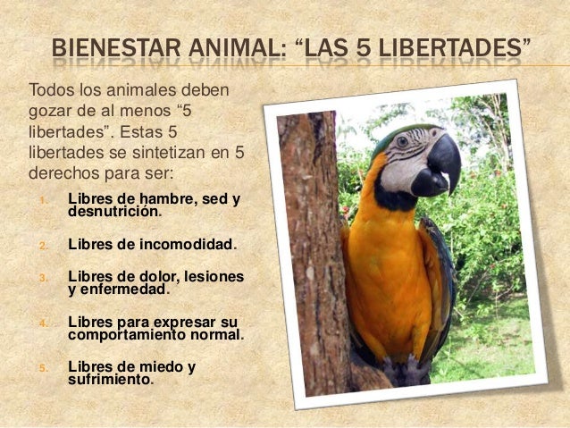 Introduccinalbienestaranimalvers 1-1-100323231922-phpapp01