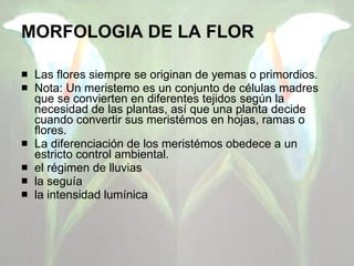 MORFOLOGIA DE LA FLOR Las flores siempre se originan de yemas o primordios. Nota: Un meristemo es un conjunto de células madres que se convierten en diferentes tejidos según la necesidad de las plantas, así que una planta decide cuando convertir sus meristémos en hojas, ramas o flores. La diferenciación de los meristémos obedece a un estricto control ambiental. el régimen de lluvias la seguía  la intensidad lumínica 