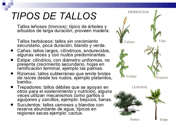fruto en vaina y tallos trepadores fruto en vaina y tallos trepadores