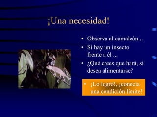 ¡Una necesidad!
        • Observa al camaleón...
        • Si hay un insecto
          frente a él ...
        • ¿Qué crees que hará, si
          desea alimentarse?

         • ¡Lo logró!, ¡conocía
           una condición límite!
 