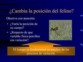 ¿Cambia la posición del felino?
• ¿Varía la posición de
su cuerpo?
• ¿Respecto de que
variable física percibes
esa variación?
El tiempo es fundamental en muchos de los
procesos de variación.
Observa con atención:
 