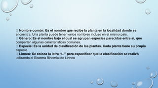 Nombre común: Es el nombre que recibe la planta en la localidad donde se
encuentra. Una planta puede tener varios nombres incluso en el mismo país.
Género: Es el nombre bajo el cual se agrupan especies parecidas entre sí, que
comparten algunas características comunes.
Especie: Es la unidad de clasificación de las plantas. Cada planta tiene su propia
especie.
Linneo: Se coloca la letra “L.” para especificar que la clasificación se realizó
utilizando el Sistema Binomial de Linneo
 