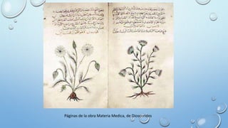 Páginas de la obra Materia Medica, de Dioscorides
 