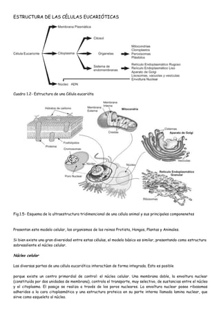 ESTRUCTURA DE LAS CÉLULAS EUCARIÓTICAS




Cuadro 1.2- Estructura de una Célula eucarióta




Fig.1.5- Esquema de la ultraestructura tridimencional de una célula animal y sus principales componenetes



Presentan este modelo celular, los organismos de los reinos Protista, Hongos, Plantas y Animales.

Si bien existe una gran diversidad entre estas células, el modelo básico es similar, presentando como estructura
sobresaliente el núcleo celular.

Núcleo celular

Las diversas partes de una célula eucariótica interactúan de forma integrada. Esto es posible

porque existe un centro primordial de control: el núcleo celular. Una membrana doble, la envoltura nuclear
(constituida por dos unidades de membrana), controla el transporte, muy selectivo, de sustancias entre el núcleo
y el citoplasma. El pasaje se realiza a través de los poros nucleares. La envoltura nuclear posee ribosomas
adheridos a la cara citoplasmática y una estructura proteica en su parte interna llamada lamina nuclear, que
sirve como esqueleto al núcleo.
 