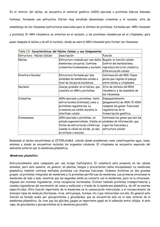 En el interior del núcleo, se encuentra el material genético (ADN) asociado a proteínas básicas llamadas

histonas, formando una estructura fibrilar muy enrollada denominada cromatina y el nucleolo, sitio de

ensamblaje de los ribosomas (estructuras esenciales para la síntesis de proteínas, formados por ARN ribosomal

y proteína). El ARN ribosómico se sintetiza en el nucleolo, y las proteínas ribosómicas en el citoplasma, para

pasar después al núcleo y de allí al nucleolo, donde se unen al ARN ribosomal para formar los ribosomas.


       Tabla 1.5- Características del Núcleo Celular y sus Componentes
       Estructura : Núcleo Celular      Descripción                          Función
       Núcleo                           Estructura rodeada por una doble Regular la función celular.
                                        membrana con poros. Contiene     Control del metabolismo,
                                        cromatina/cromosomas y nucleolo. reproducción (ciclo celular) y
                                                                         diferenciación celular.
       Envoltura Nuclear                Estructura formada por dos           Continuación del REG. Posee
                                        unidades de membrana unidas a        poros que regulan el pasaje
                                        nivel de los poros nucleares.        entre núcleo y citoplasma
       Nucleolo                         Cuerpo granular en el núcleo, que    Sitio de síntesis del RNA
                                        consiste en ARN y proteínas.         ribosómico y de ensamble de
                                                                             los ribosomas.
       Cromatina                        ADN asociado a proteínas, tanto      Empaquetamiento
                                        estructurales (histonas) como a      (plegamiento) de ADN. El ADN
                                        proteínas regulatorias. La           compone los genes. Funciones
                                        cromatina es visible durante la      regulatorias de la
                                        interfase celular                    transcripción genética.
       Cromosomas                       ADN asociado a proteínas, en         Contienen los genes que son las
                                        estado superenrrollado. Visible en   unidades de información, que
                                        forma de estructuras cilíndricas     rigen las funciones y
                                        cuando la célula se divide, ya sea   estructura celular.
                                        en mitosis o meiosis.

Rodeando al núcleo encontramos el CITOPLASMA, coloide donde predominan como constituyentes agua, iones,
enzimas y donde se encuentran incluidos los organelos celulares. El citoplasma se encuentra separado del
ambiente exterior por la membrana plasmática.

Membrana plasmática

Estructuralmente esta compuesta por una bicapa fosfolipídica. El colesterol esta presente en las células
animales, pero esta ausente, en general, en plantas, hongos y procariontes (salvo micoplasmas). La membrana
plasmática también contiene múltiples proteínas con diversas funciones. Podemos dividirlas en dos grandes
grupos: a) proteínas integrales de membrana y b) proteínas periféricas de membrana. Las primeras atraviesan la
membrana de lado a lado, mientras que las segundas están en contacto con la membrana, pero no la atraviesan.
Algunas son enzimas reguladoras, otras receptores hormonales. Existen también proteínas transportadoras y
canales reguladoras del movimiento de iones y moléculas a través de la membrana plasmática, de allí su enorme
especificidad. Otra función importante de la membrana es la comunicación intercelular y el reconocimiento de
diversos tipos de molécula (hormonas, virus, anticuerpos, toxinas, etc.) que interactúan con ella. En general esta
función es llevada acabo por glucoproteínas y glucolípidos, que se encuentran solo en el lado externo de la
membrana plasmática. Se cree que los glúcidos juegan un importante papel en la adhesión entre células. A esta
capa, de glucolípidos y glucoproteínas se la denomina glucocálix.
 