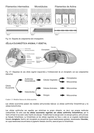 Fig. 1.6- Esquema de componentes del citoesqueleto


CÉLULA EUCARIÓTICA ANIMAL Y VEGETAL




Fig. 1.7- Esquemas de una célula vegetal (izquierda) y tridimencional de un cloroplasto con sus componentes
(derecha)




Cuadro 1.3- Modelos básicos de célula eucarióta

Las células eucariontes poseen dos modelos estructurales básicos: a) células autótrofas fotosintéticas y b)
células heterótrofas.

Las células autótrofas son aquellas que sintetizan su propio alimento, es decir sus propias moléculas
combustibles. En este caso las células eucariontes vegetales son células autótrofas fotosintéticas, por lo
tanto utilizan la luz solar como fuente de energía. Transforman la energía solar en energía química, este proceso
es llamado fotosíntesis. La fotosíntesis en las células vegetales se lleva a cabo en un organelo membranoso
llamado cloroplasto. Dentro del cloroplasto se encuentran sacos membranosos apilados, denominados tilacoides,
en cuyas membranas encontramos el pigmento llamado clorofila, esencial para la fotosíntesis.
 