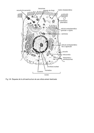 Fig. 1.8- Esquema de la ultraestructura de una célula animal idealizada
 