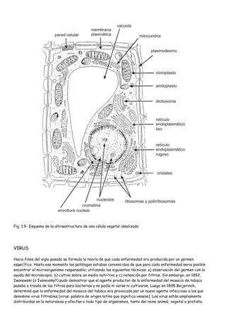 Fig. 1.9- Esquema de la ultraestructura de una célula vegetal idealizada




VIRUS

Hacia fines del siglo pasado se formulo la teoría de que cada enfermedad era producida por un germen
específico. Hasta ese momento los patólogos estaban convencidos de que para cada enfermedad seria posible
encontrar el microorganismo responsable, utilizando las siguientes técnicas: a) observación del germen con la
ayuda del microscopio, b) cultivo sobre un medio nutritivo y c) retención por filtros. Sin embargo, en 1892,
Iwanowski (o Ivanovsky?) pudo demostrar que el agente productor de la enfermedad del mosaico de tabaco
pasaba a través de los filtros para bacterias y no podía ni verse ni cultivarse. Luego en 1898 Beijerinck,
determinó que la enfermedad del mosaico del tabaco era provocada por un nuevo agente infeccioso a los que
denomino virus filtrables (virus: palabra de origen latino que significa veneno). Los virus están ampliamente
distribuidos en la naturaleza y afectan a todo tipo de organismos, tanto del reino animal, vegetal o protista.
 