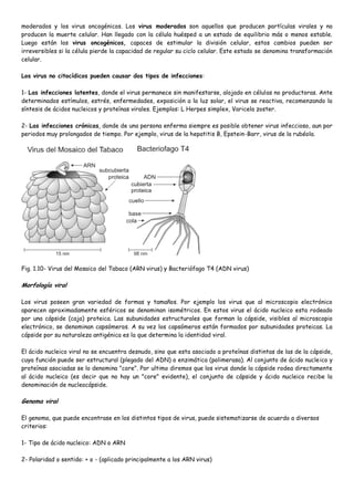 moderados y los virus oncogénicos. Los virus moderados son aquellos que producen partículas virales y no
producen la muerte celular. Han llegado con la célula huésped a un estado de equilibrio más o menos estable.
Luego están los virus oncogénicos, capaces de estimular la división celular, estos cambios pueden ser
irreversibles si la célula pierde la capacidad de regular su ciclo celular. Este estado se denomina transformación
celular.

Los virus no citocídicos pueden causar dos tipos de infecciones:

1- Las infecciones latentes, donde el virus permanece sin manifestarse, alojado en células no productoras. Ante
determinados estímulos, estrés, enfermedades, exposición a la luz solar, el virus se reactiva, recomenzando la
síntesis de ácidos nucleicos y proteínas virales. Ejemplos: L Herpes simplex, Varicela zoster.

2- Las infecciones crónicas, donde de una persona enferma siempre es posible obtener virus infeccioso, aun por
periodos muy prolongados de tiempo. Por ejemplo, virus de la hepatitis B, Epstein-Barr, virus de la rubéola.




Fig. 1.10- Virus del Mosaico del Tabaco (ARN virus) y Bacteriófago T4 (ADN virus)

Morfología viral

Los virus poseen gran variedad de formas y tamaños. Por ejemplo los virus que al microscopio electrónico
aparecen aproximadamente esféricos se denominan isométricos. En estos virus el ácido nucleico esta rodeado
por una cápside (caja) proteica. Las subunidades estructurales que forman la cápside, visibles al microscopio
electrónico, se denominan capsómeros. A su vez los capsómeros están formados por subunidades proteicas. La
cápside por su naturaleza antigénica es la que determina la identidad viral.

El ácido nucleico viral no se encuentra desnudo, sino que esta asociado a proteínas distintas de las de la cápside,
cuya función puede ser estructural (plegado del ADN) o enzimática (polimerasa). Al conjunto de ácido nucleico y
proteínas asociadas se lo denomina "core". Por ultimo diremos que los virus donde la cápside rodea directamente
al ácido nucleico (es decir que no hay un "core" evidente), el conjunto de cápside y ácido nucleico recibe la
denominación de nucleocápside.

Genoma viral

El genoma, que puede encontrase en los distintos tipos de virus, puede sistematizarse de acuerdo a diversos
criterios:

1- Tipo de ácido nucleico: ADN o ARN

2- Polaridad o sentido: + o - (aplicado principalmente a los ARN virus)
 