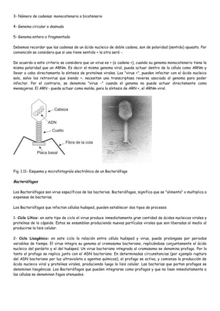 3- Número de cadenas: monocatenario o bicatenario

4- Genoma circular o desnudo

5- Genoma entero o fragmentado

Debemos recordar que las cadenas de un ácido nucleico de doble cadena, son de polaridad (sentido) opuesto. Por
convención se considera que si una tiene sentido + la otra será -.

De acuerdo a este criterio se considera que un virus es + (o cadena +), cuando su genoma monocatenario tiene la
misma polaridad que un ARNm. Es decir el mismo genoma viral, puede actuar dentro de la célula como ARNm y
llevar a cabo directamente la síntesis de proteínas virales. Los "virus +", pueden infectar con el ácido nucleico
solo, salvo los retrovirus que siendo +, necesitan una transcriptasa reversa asociada al genoma para poder
infectar. Por el contrario, se denomina "virus -" cuando el genoma no puede actuar directamente como
mensajeros. El ARN - puede actuar como molde, para la síntesis de ARN +, el ARNm viral.




Fig. 1.11- Esquema y microfotograía electrónica de un Bacteriófago

Bacteriófagos

Los Bacteriófagos son virus específicos de las bacterias. Bacteriófagos, significa que se "alimenta" o multiplica a
expensas de bacterias.

Los Bacteriófagos que infectan células huésped, pueden establecer dos tipos de procesos:

1- Ciclo Lítico: en este tipo de ciclo el virus produce inmediatamente gran cantidad de ácidos nucleicos virales y
proteínas de la cápside. Estos se ensamblan produciendo nuevas partículas virales que son liberadas al medio al
producirse la lisis celular.

2- Ciclo Lisogénico: en este ciclo la relación entre célula huésped y virus, puede prolongase por periodos
variables de tiempo. El virus integra su genoma al cromosoma bacteriano, replicándose conjuntamente el ácido
nucleico del parásito y el del huésped. Un virus bacteriano integrado al cromosoma se denomina profago. Por lo
tanto el profago se replica junto con el ADN bacteriano. En determinadas circunstancias (por ejemplo ruptura
del ADN bacteriano por luz ultravioleta o agentes químicos), el profago se activa, y comienza la producción de
ácido nucleico viral y proteínas virales, produciendo luego la lisis celular. Las bacterias que portan profagos se
denominan lisogénicas. Los Bacteriófagos que pueden integrarse como profagos y que no lisan inmediatamente a
las células se denominan fagos atenuados.
 