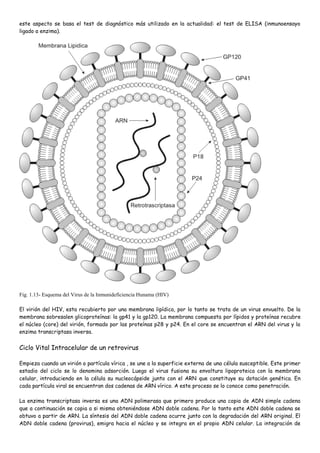 este aspecto se basa el test de diagnóstico más utilizado en la actualidad: el test de ELISA (inmunoensayo
ligado a enzima).




Fig. 1.13- Esquema del Virus de la Inmunideficiencia Hunama (HIV)

El virión del HIV, esta recubierto por una membrana lipídica, por lo tanto se trata de un virus envuelto. De la
membrana sobresalen glicoproteínas: la gp41 y la gp120. La membrana compuesta por lípidos y proteínas recubre
el núcleo (core) del virión, formado por las proteínas p28 y p24. En el core se encuentran el ARN del virus y la
enzima transcriptasa inversa.


Ciclo Vital Intracelular de un retrovirus

Empieza cuando un virión o partícula vírica , se une a la superficie externa de una célula susceptible. Este primer
estadio del ciclo se lo denomina adsorción. Luego el virus fusiona su envoltura lipoproteica con la membrana
celular, introduciendo en la célula su nucleocápside junto con el ARN que constituye su dotación genética. En
cada partícula viral se encuentran dos cadenas de ARN vírico. A este proceso se lo conoce como penetración.

La enzima transcriptasa inversa es una ADN polimerasa que primero produce una copia de ADN simple cadena
que a continuación se copia a si misma obteniéndose ADN doble cadena. Por lo tanto este ADN doble cadena se
obtuvo a partir de ARN. La síntesis del ADN doble cadena ocurre junto con la degradación del ARN original. El
ADN doble cadena (provirus), emigra hacia el núcleo y se integra en el propio ADN celular. La integración de
 