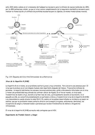 este ADN doble cadena en el cromosoma del huésped es necesaria para la síntesis de nuevas moléculas de ARN,
por la ARN polimerasa celular, ya que el virus carece completamente de la maquinaria metabólica necesaria para
realizar la transcripción y la síntesis de proteínas necesarias para la cápside y la misma transcriptasa reversa.




Fig. 1.14- Esquema del Ciclo Vital Intracelular de un Retrovirus

Virus de la Hepatitis B (VHB)

La hepatitis B en si misma, es un problema sanitario grave y muy extendido . Pero encierra una amenaza peor. El
virus que la produce es el carcinógeno humano más importante después del tabaco. Trescientos millones de
personas , la mayoría habitantes con escasos recursos asistenciales, están crónicamente infectados con el virus
y tienen una probabilidad muy elevada de contraer cáncer de hígado. En el tercer mundo, el virus suele
transmitirse de madre a hijo, durante el primer mes de vida, y principalmente durante el nacimiento. Si el
pequeño es niña, se convertirá probablemente en portadora crónica y transmitirá el virus de la hepatitis B (VHB)
a su descendencia cuando alcance la edad fértil. En cambio en los países desarrollados su incidencia es mayor en
adultos, que por su profesión tienen contacto directo con la sangre (cirujanos, enfermeras, dentistas), los
receptores de sangre u hemoderivados o personas que reciben tratamientos de diálisis o drogadictos
intravenosos.

El virus de la hepatitis B (VHB) es mucho más contagioso que el HIV.

Experimento de Frenkel-Conrat y Singer
 