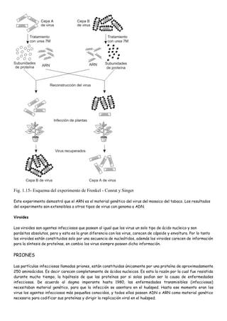 Fig. 1.15- Esquema del experimento de Frenkel - Conrat y Singer

Este experimento demostró que el ARN es el material genético del virus del mosaico del tabaco. Los resultados
del experimento son extensibles a otros tipos de virus con genoma a ADN.

Viroides

Los viroides son agentes infecciosos que poseen al igual que los virus un solo tipo de ácido nucleico y son
parásitos absolutos, pero y esta es la gran diferencia con los virus, carecen de cápside y envoltura. Por lo tanto
los viroides están constituidos solo por una secuencia de nucleótidos, además los viroides carecen de información
para la síntesis de proteínas, en cambio los virus siempre poseen dicha información.


PRIONES

Las partículas infecciosas llamadas priones, están constituidas únicamente por una proteína de aproximadamente
250 aminoácidos. Es decir carecen completamente de ácidos nucleicos. Es esta la razón por la cual fue resistida
durante mucho tiempo, la hipótesis de que las proteínas por si solas podían ser la causa de enfermedades
infecciosas. De acuerdo al dogma imperante hasta 1980, las enfermedades transmisibles (infecciosas)
necesitaban material genético, para que la infección se asentara en el huésped. Hasta ese momento eran los
virus los agentes infecciosos más pequeños conocidos, y todos ellos poseen ADN o ARN como material genético
necesario para codificar sus proteínas y dirigir la replicación viral en el huésped.
 