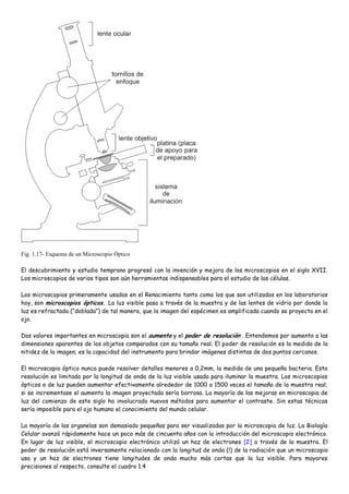 Fig. 1.17- Esquema de un Microscopio Óptico

El descubrimiento y estudio temprano progresó con la invención y mejora de los microscopios en el siglo XVII.
Los microscopios de varios tipos son aún herramientas indispensables para el estudio de las células.

Los microscopios primeramente usados en el Renacimiento tanto como los que son utilizados en los laboratorios
hoy, son microscopios ópticos. La luz visible pasa a través de la muestra y de las lentes de vidrio por donde la
luz es refractada (“doblada”) de tal manera, que la imagen del espécimen es amplificada cuando se proyecta en el
ojo.

Dos valores importantes en microscopia son el aumento y el poder de resolución . Entendemos por aumento a las
dimensiones aparentes de los objetos comparados con su tamaño real. El poder de resolución es la medida de la
nitidez de la imagen; es la capacidad del instrumento para brindar imágenes distintas de dos puntos cercanos.

El microscopio óptico nunca puede resolver detalles menores a 0,2mm, la medida de una pequeña bacteria. Esta
resolución es limitada por la longitud de onda de la luz visible usada para iluminar la muestra. Los microscopios
ópticos o de luz pueden aumentar efectivamente alrededor de 1000 a 1500 veces el tamaño de la muestra real;
si se incrementase el aumento la imagen proyectada sería borrosa. La mayoría de las mejoras en microscopia de
luz del comienzo de este siglo ha involucrado nuevos métodos para aumentar el contraste. Sin estas técnicas
sería imposible para el ojo humano el conocimiento del mundo celular.

La mayoría de las organelas son demasiado pequeñas para ser visualizadas por la microscopia de luz. La Biología
Celular avanzó rápidamente hace un poco más de cincuenta años con la introducción del microscopio electrónico.
En lugar de luz visible, el microscopio electrónico utilizó un haz de electrones [2] a través de la muestra. El
poder de resolución está inversamente relacionado con la longitud de onda (l) de la radiación que un microscopio
usa y un haz de electrones tiene longitudes de onda mucho más cortas que la luz visible. Para mayores
precisiones al respecto, consulte el cuadro 1.4
 