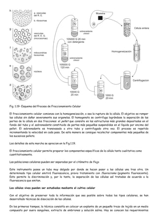 Fig. 1.19- Esquema del Proceso de Fraccionamiento Celular

El fraccionamiento celular comienza con la homogeneización, o sea la ruptura de la célula. El objetivo es romper
las células sin dañar severamente sus organelas. El homogenato se centrifuga lográndose la separación de las
partes de la célula en dos fracciones: el pellet que consiste en las estructuras más grandes depositadas en el
fondo del tubo y el sobrenadante constituido de partes más pequeñas suspendidas en el líquido por encima del
pellet. El sobrenadante es transvasado a otro tubo y centrifugado otra vez. El proceso es repetido
incrementando la velocidad en cada paso. De esta manera se consigue recolectar componentes más pequeños de
los sucesivos pellets.

Los detalles de esta marcha se aprecian en la Fig.1.19.

El fraccionamiento celular permite preparar los componentes específicos de la célula tanto cualitativa como
cuantitativamente.

Las poblaciones celulares pueden ser separadas por el citómetro de flujo

Este instrumento posee un tubo muy delgado por donde se hacen pasar a las células una tras otra. Un
determinado tipo celular emitirá fluorescencia, previo tratamiento con fluorocromo (pigmento fluorescente).
Esto permite la discriminación y, por lo tanto, la separación de las células así tratadas de acuerdo a la
fluorescencia que emitan.

Las células vivas pueden ser estudiadas mediante el cultivo celular

Con el objetivo de preservar toda la información que sea posible sobre todos los tipos celulares, se han
desarrollado técnicas de disociación de las células.

En los primeros tiempos, la técnica consistía en colocar un explante de un pequeño trozo de tejido en un medio
compuesto por suero sanguíneo, extracto de embriones y solución salina. Hoy se conocen los requerimientos
 