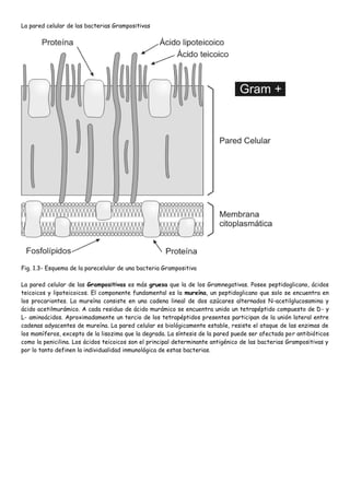 La pared celular de las bacterias Grampositivas




Fig. 1.3- Esquema de la parecelular de una bacteria Grampositiva

La pared celular de las Grampositivas es más gruesa que la de los Gramnegativas. Posee peptidoglicano, ácidos
teicoicos y lipoteicoicos. El componente fundamental es la mureína, un peptidoglicano que solo se encuentra en
los procariontes. La mureína consiste en una cadena lineal de dos azúcares alternados N-acetilglucosamina y
ácido acetilmurámico. A cada residuo de ácido murámico se encuentra unido un tetrapéptido compuesto de D- y
L- aminoácidos. Aproximadamente un tercio de los tetrapéptidos presentes participan de la unión lateral entre
cadenas adyacentes de mureína. La pared celular es biológicamente estable, resiste el ataque de las enzimas de
los mamíferos, excepto de la lisozima que la degrada. La síntesis de la pared puede ser afectada por antibióticos
como la penicilina. Los ácidos teicoicos son el principal determinante antigénico de las bacterias Grampositivas y
por lo tanto definen la individualidad inmunológica de estas bacterias.
 
