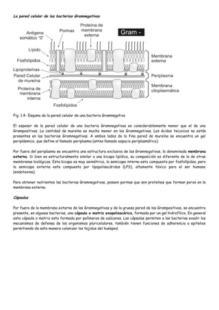 La pared celular de las bacterias Gramnegativas




Fig. 1.4- Esquma de la pared celular de una bacteria Gramnegativa

El espesor de la pared celular de una bacteria Gramnegativas es considerablemente menor que el de una
Grampositivas. La cantidad de mureína es mucho menor en los Gramnegativas. Los ácidos teicoicos no están
presentes en las bacterias Gramnegativas. A ambos lados de la fina pared de mureína se encuentra un gel
periplásmico, que define al llamado periplasma (antes llamado espacio periplasmático).

Por fuera del periplasma se encuentra una estructura exclusiva de las Gramnegativas, la denominada membrana
externa. Si bien es estructuralmente similar a una bicapa lipídica, su composición es diferente de la de otras
membranas biológicas. Esta bicapa es muy asimétrica, la semicapa interna esta compuesta por fosfolípidos, pero
la semicapa externa esta compuesta por lipopolisacáridos (LPS), altamente tóxico para el ser humano
(endotoxina).

Para obtener nutrientes las bacterias Gramnegativas, poseen porinas que son proteínas que forman poros en la
membrana externa.

Cápsulas

Por fuera de la membrana externa de las Gramnegativas y de la gruesa pared de las Grampositivas, se encuentra
presente, en algunas bacterias, una cápsula o matriz exopolisacárica, formada por un gel hidrofílico. En general
esta cápsula o matriz esta formada por polímeros de azúcares. Las cápsulas permiten a las bacterias evadir los
mecanismos de defensa de los organismos pluricelulares, también tienen funciones de adherencia a epitelios
permitiendo de esta manera colonizar los tejidos del huésped.
 