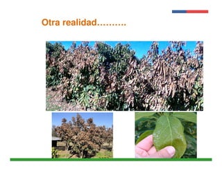 Presentación 
Institucional 
Otra realidad………. 
Instituto de 
Investigaciones 
Agropecuarias - INIA 
 