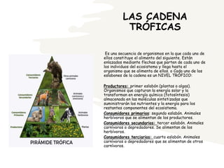 LAS CADENA
TRÓFICAS
Es una secuencia de organismos en la que cada uno de
ellos constituye el alimento del siguiente. Están
enlazados mediante flechas que parten de cada uno de
los individuos del ecosistema y llega hasta el
organismo que se alimenta de ellos. o Cada uno de los
eslabones de la cadena es un NIVEL TRÓFICO:
Productores: primer eslabón (plantas o algas).
Organismos que capturan la energía solar y la
transforman en energía química (fotosíntesis)
almacenada en las moléculas sintetizadas que
suministrarán los nutrientes y la energía para los
restantes componentes del ecosistema.
Consumidores primarios: segundo eslabón. Animales
herbívoros que se alimentan de los productores.
Consumidores secundarios: tercer eslabón. Animales
carnívoros o depredadores. Se alimentan de los
herbívoros.
Consumidores terciarios: cuarto eslabón. Animales
carnívoros o depredadores que se alimentan de otros
carnívoros.
 
