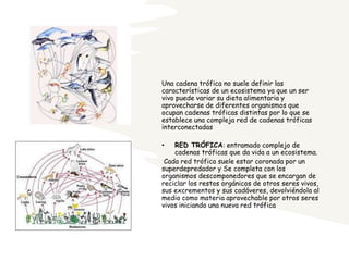 Una cadena trófica no suele definir las
características de un ecosistema ya que un ser
vivo puede variar su dieta alimentaria y
aprovecharse de diferentes organismos que
ocupan cadenas tróficas distintas por lo que se
establece una compleja red de cadenas tróficas
interconectadas
• RED TRÓFICA: entramado complejo de
cadenas tróficas que da vida a un ecosistema.
Cada red trófica suele estar coronada por un
superdepredador y Se completa con los
organismos descomponedores que se encargan de
reciclar los restos orgánicos de otros seres vivos,
sus excrementos y sus cadáveres, devolviéndola al
medio como materia aprovechable por otros seres
vivos iniciando una nueva red trófica
 