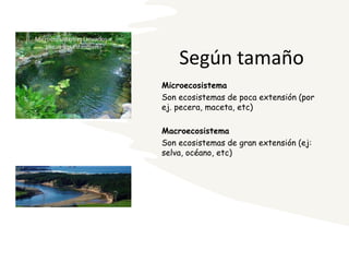 Según tamaño
Microecosistema
Son ecosistemas de poca extensión (por
ej. pecera, maceta, etc)
Macroecosistema
Son ecosistemas de gran extensión (ej:
selva, océano, etc)
 