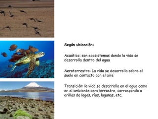 Según ubicación:
Acuático: son ecosistemas donde la vida se
desarrolla dentro del agua
Aeroterrestre: La vida se desarrolla sobre el
suelo en contacto con el aire
Transición: la vida se desarrolla en el agua como
en el ambiente aeroterrestre, corresponde a
orillas de lagos, ríos, lagunas, etc.
 