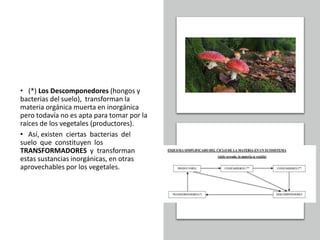 • (*) Los Descomponedores (hongos y
bacterias del suelo), transforman la
materia orgánica muerta en inorgánica
pero todavía no es apta para tomar por la
raíces de los vegetales (productores).
• Así, existen ciertas bacterias del
suelo que constituyen los
TRANSFORMADORES y transforman
estas sustancias inorgánicas, en otras
aprovechables por los vegetales.
 