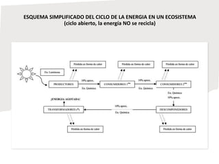 ESQUEMA SIMPLIFICADO DEL CICLO DE LA ENERGIA EN UN ECOSISTEMA
(ciclo abierto, la energía NO se recicla)
 