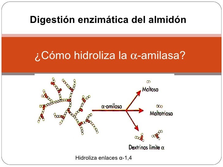 Introducción al metabolismo carbohidratos