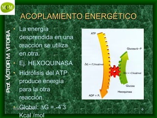 ACOPLAMIENTO ENERGÉTICO La energía desprendida en una reacción se utiliza en otra. Ej. HEXOQUINASA Hidrólisis del ATP produce energía para la otra reacción. Global:   G = -4’3 Kcal /mol 