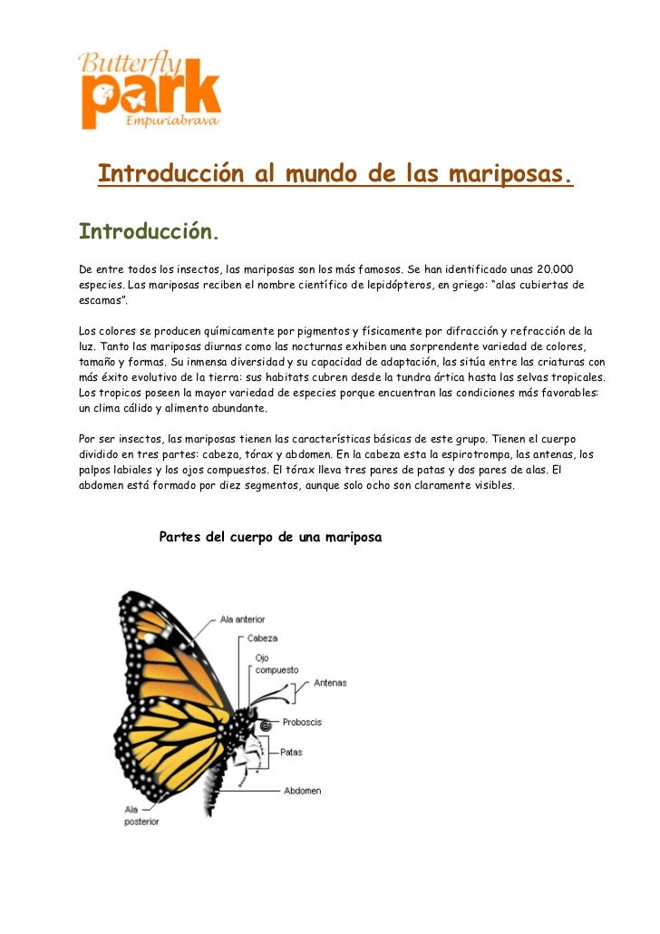Como Se Dice Mariposa En Inglés