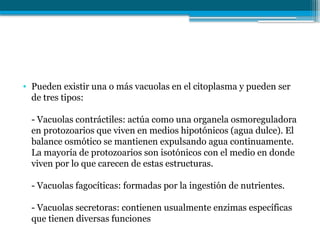• Pueden existir una o más vacuolas en el citoplasma y pueden ser
de tres tipos:
- Vacuolas contráctiles: actúa como una organela osmoreguladora
en protozoarios que viven en medios hipotónicos (agua dulce). El
balance osmótico se mantienen expulsando agua continuamente.
La mayoría de protozoarios son isotónicos con el medio en donde
viven por lo que carecen de estas estructuras.
- Vacuolas fagocíticas: formadas por la ingestión de nutrientes.
- Vacuolas secretoras: contienen usualmente enzimas específicas
que tienen diversas funciones
 