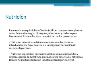 Nutrición
La mayoría son quimioheterótrofos (utilizan compuestos orgánicos
como fuente de energía, hidrógeno y electrones y carbono para
biosíntesis). Existen dos tipos de nutrición en los protozoarios:
- Nutrición holozoica: nutrientes sólidos como bacterias son
introducidos por fagocitosis con la subsiguiente formación de
vacuolas fagocíticas.
- Nutrición saprozoica: nutrientes solubles como aminoácidos y
azúcares cruzan la membrana plasmática por pinocitosis, difusión o
transporte mediado (difusión facilitada o transporte activo).
 