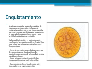 Enquistamiento
•
Muchos protozoarios poseen la capacidad de
enquistarse, se desarrollan en formas de
resistencias, quiste, que es una forma dormida
que tiene como características más importantes
la presencia de una pared muy gruesa y una
actividad metabólica muy reducida.
La formación de quistes es particularmente
común entre las especies acuáticas, de vida libre
y parásitas. Los quistes tienen tres funciones
fundamentales:
- Los protegen contra las condiciones adversas
del ambiente, como disminución de los
nutrientes, desecación, pH adverso, baja presión
parcial de oxígeno.
- Como quistes reproductivos, donde hay
reorganización nuclear y división celular.
- Sirven como medio de transferencia entre
hospedadores en especies parásitas.
 