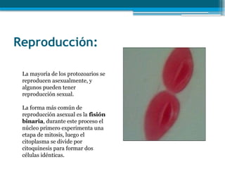 Reproducción:
La mayoría de los protozoarios se
reproducen asexualmente, y
algunos pueden tener
reproducción sexual.
La forma más común de
reproducción asexual es la fisión
binaria, durante este proceso el
núcleo primero experimenta una
etapa de mitosis, luego el
citoplasma se divide por
citoquinesis para formar dos
células idénticas.
 