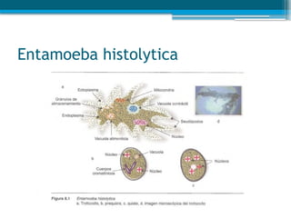 Entamoeba histolytica
 