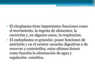 • El citoplasma tiene importantes funciones como
el movimiento, la ingesta de alimentos, la
excreción y, en algunos casos, la respiracion.
• El endoplasma es granular, posee funciones de
nutrición y en el existen vacuolas digestivas o de
reservas y contráctiles, estas ultimas tienen
como función la eliminación de agua y
regulación osmótica.
 