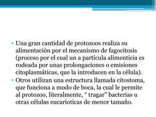• Una gran cantidad de protozoos realiza su
alimentación por el mecanismo de fagocitosis
(proceso por el cual un a partícula alimenticia es
rodeada por unas prolongaciones o emisiones
citoplasmáticas, que la introducen en la célula).
• Otros utilizan una estructura llamada citostoma,
que funciona a modo de boca, la cual le permite
al protozoo, literalmente, “ tragar” bacterias u
otras células eucarioticas de menor tamaño.
 