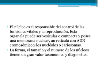 • El núcleo es el responsable del control de las
funciones vitales y la reproducción. Esta
organela puede ser vesicular o compacta y posee
una membrana nuclear, un retículo con ADN
cromosómico y los nucléolos o cariosomas.
• La forma, el tamaño y el numero de los núcleos
tienen un gran valor taxonómico y diagnostico.
 