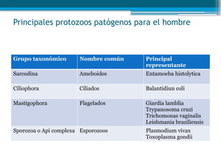 Principales protozoos patógenos para el hombre
Grupo taxonómico Nombre común Principal
representante
Sarcodina Ameboides Entamoeba histolytica
Ciliophora Ciliados Balantidiun coli
Mastigophora Flagelados Giardia lamblia
Trypanosoma cruzi
Trichomonas vaginalis
Leishmania braziliensis
Sporozoa o Api complexa Esporozoos Plasmodium vivax
Toxoplasma gondii
 