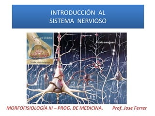 INTRODUCCIÓN AL
                 SISTEMA NERVIOSO




MORFOFISIOLOGÍA III – PROG. DE MEDICINA.   Prof. Jose Ferrer
 