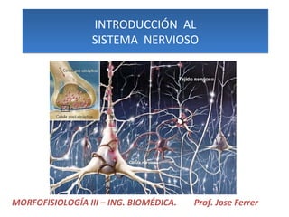INTRODUCCIÓN AL 
SISTEMA NERVIOSO 
MORFOFISIOLOGÍA III – ING. BIOMÉDICA. Prof. Jose Ferrer 
 