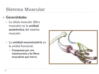 Sistema Muscular
 Tipos de músculo:
 Músculo Esquelético
(estriado): mueve los huesos y
otras estructuras.
 Músculo Car...