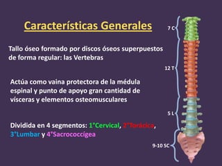 Características Generales                       7C


Tallo óseo formado por discos óseos superpuestos
de forma regular: la...