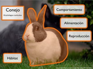 Conejo

Comportamiento

Oryctolagus cuniculus

Alimentación
Reproducción

Hábitat
http://www.flickr.com/photos/pictographic/5723607806

 