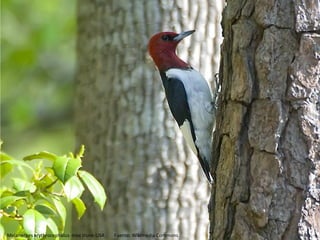 Melanerpes erythrocephalus -tree trunk-USA

Fuente: Wikimedia Commons

 