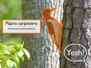 Pájaro carpintero
(Melanerpes erythrocephalus)

Yeah!

 