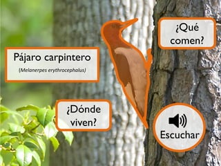 ¿Qué
comen?
Pájaro carpintero
(Melanerpes erythrocephalus)

¿Dónde
viven?

Escuchar

 