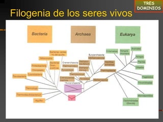 TRES DOMINIOSFilogenia de los seres vivos