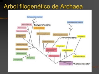 Arbol filogenético de Archaea
